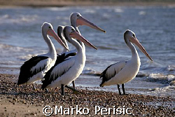 Early morning pelicans ready for the first dive. Exmouth ... by Marko Perisic 